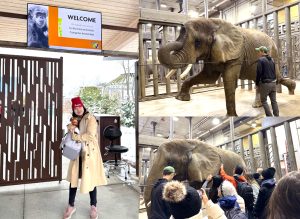 3枚の写真が1枚になった画像。貸し切り動物園ツアーの入り口（左）と運動不足解消のためのヨガトレーニング中のゾウ（右上）、飼育員の許可のもとゾウに触れる学会参加者の様子（右下）。楽しそう。