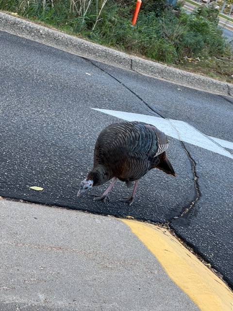 野生の七面鳥。まさにワイルドターキー。どうりを普通に歩いていたりする。